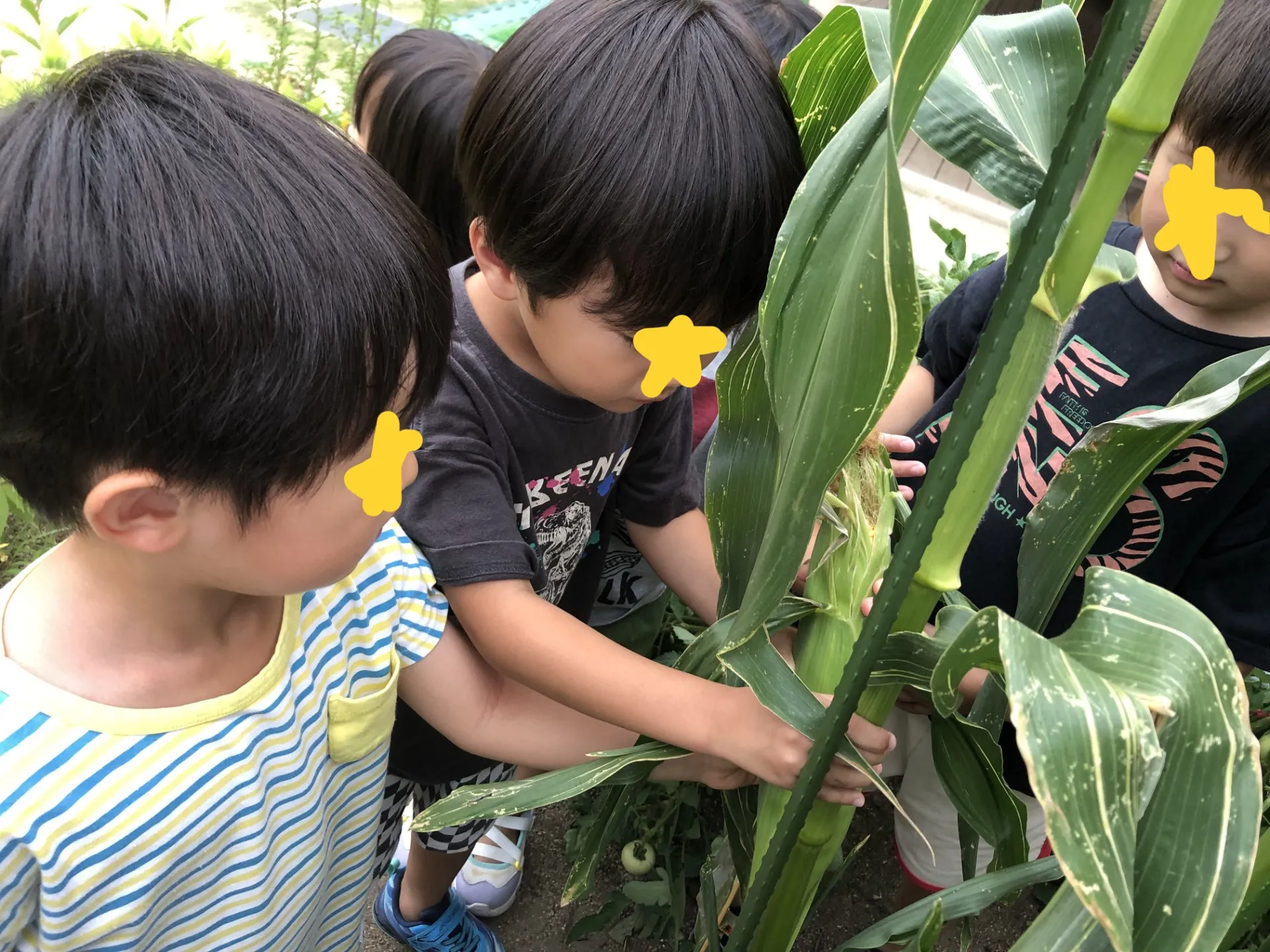 とうもろこしを収穫したよ！！